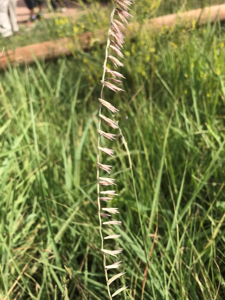 Side Oats Grama Restorative Landscape Design Using Native Plants And Permaculture Principals