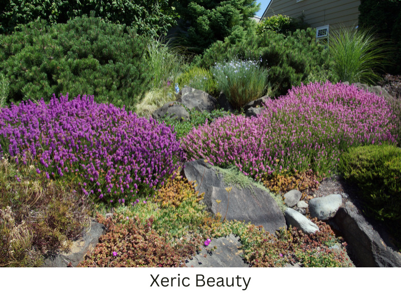 Xeric Types Xeric Beauty - Restorative Landscape Design: Using native plants and ...
