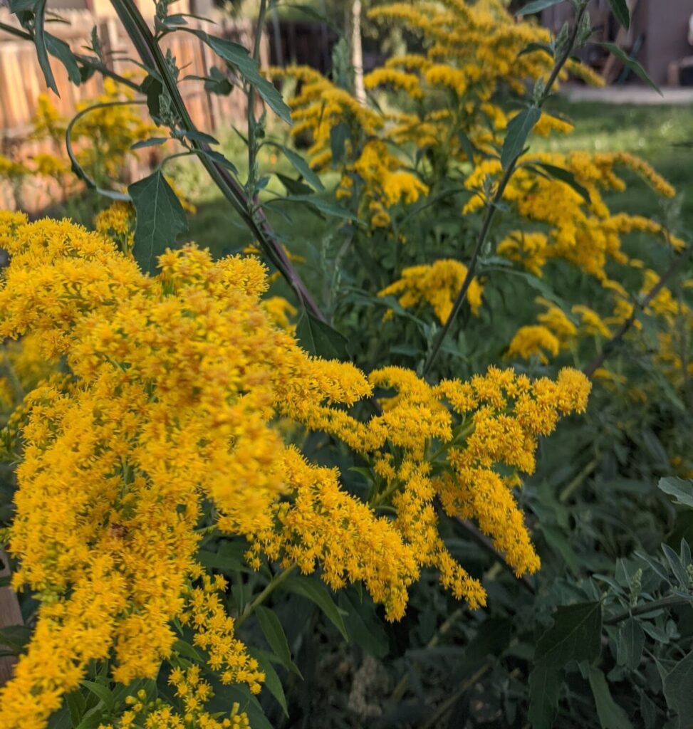 goldenrod flowers