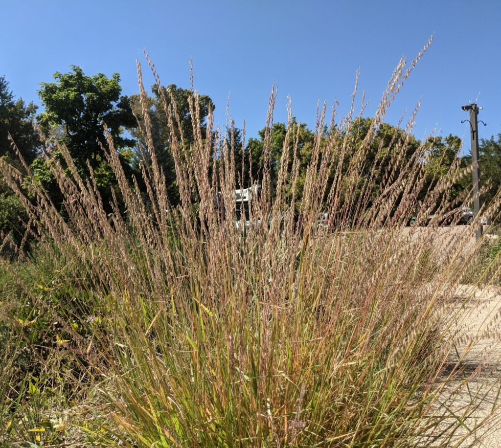 sideoats grama - Restorative Landscape Design: Using native plants and ...