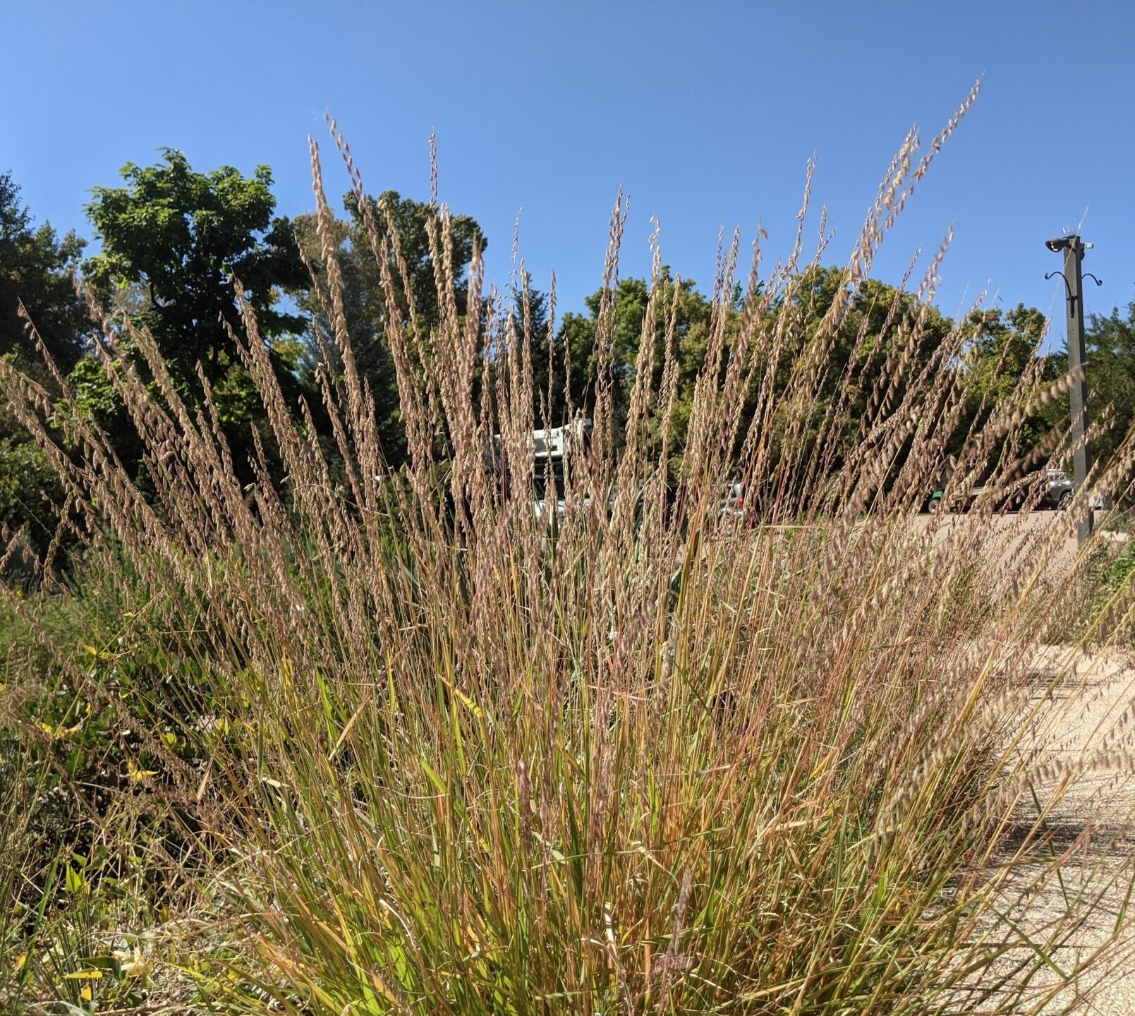 Sideoats Grama - Restorative Landscape Design: Using Native Plants And 